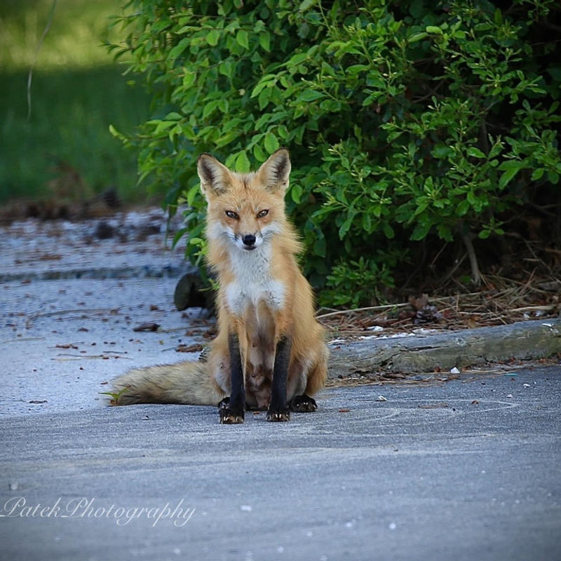 montego-bay-friendly-fox.jpg